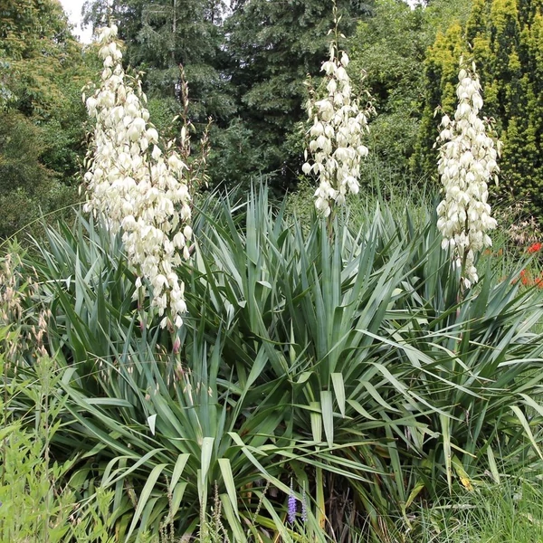 Yucca filamentosa - Kerti pálmaliliom