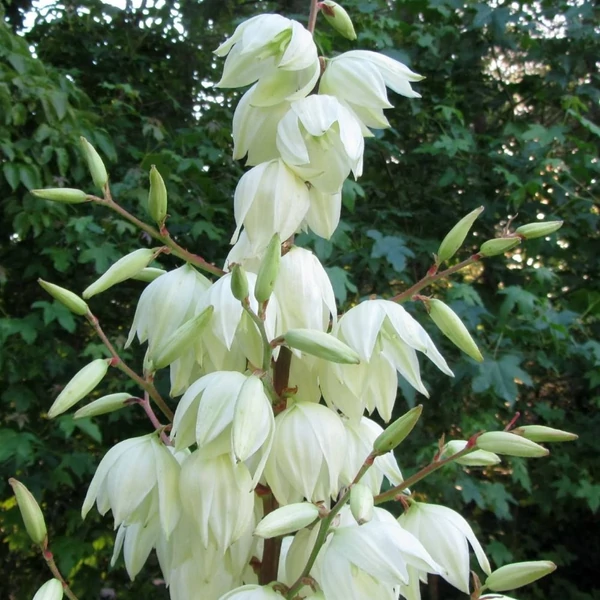 Yucca filamentosa - Kerti pálmaliliom