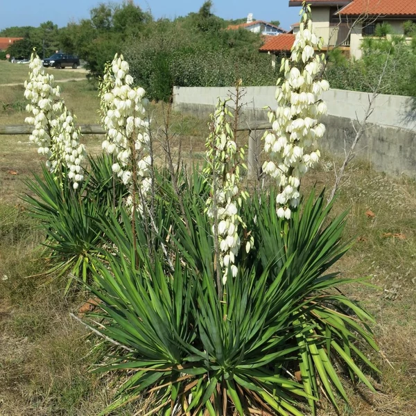 Yucca filamentosa - Kerti pálmaliliom