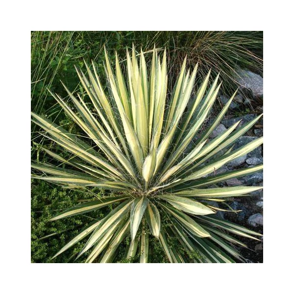 Yucca filamentosa 'Color Guard' – Csíkos levelű kerti pálmaliliom
