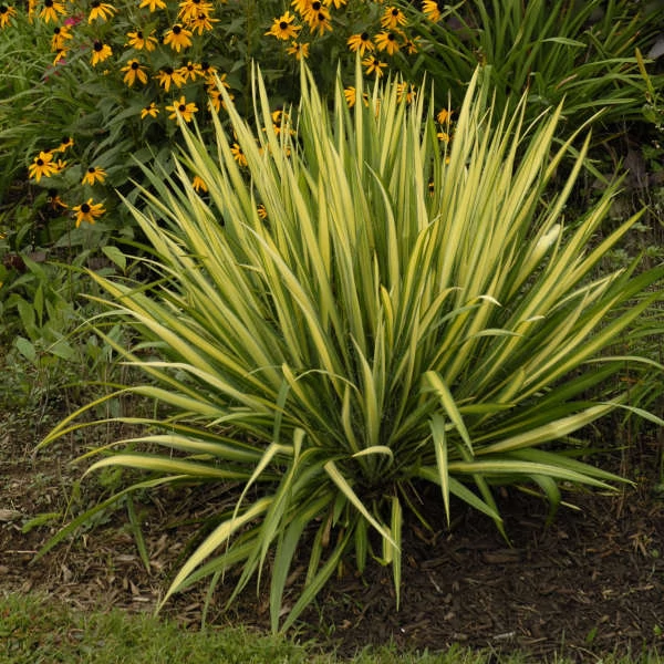 Yucca filamentosa 'Color Guard' – Csíkos levelű kerti pálmaliliom
