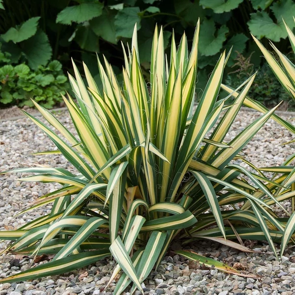 Yucca flaccida 'Golden Sword' – Pálmaliliom