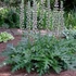 Acanthus mollis – Medveköröm