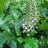 Acanthus mollis – Medveköröm