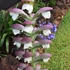 Acanthus mollis – Medveköröm