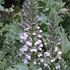 Acanthus mollis – Medveköröm