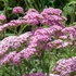 Achillea millefolium 'Apple Blossom' (syn.: 'Apfelblüte') – Közönséges cickafark