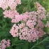 Achillea millefolium 'Apple Blossom' (syn.: 'Apfelblüte') – Közönséges cickafark
