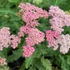 Achillea millefolium 'Milly Rock Pink' – Közönséges cickafark