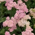 Achillea millefolium 'Milly Rock Pink' – Közönséges cickafark