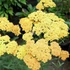 Achillea millefolium 'Milly Rock™ Yellow Terracotta' (syn.: 'Florachye1') – Közönséges cickafark