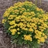Achillea millefolium 'Milly Rock™ Yellow Terracotta' (syn.: 'Florachye1') – Közönséges cickafark