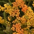 Achillea millefolium 'Milly Rock™ Yellow Terracotta' (syn.: 'Florachye1') – Közönséges cickafark