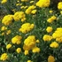 Achillea filipendulina 'Cloth of Gold' – Jószagú cickafark