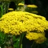 Achillea filipendulina 'Cloth of Gold' – Jószagú cickafark