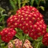 Achillea millefolium 'Paprika' – Közönséges cickafark