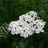 Achillea millefolium 'Schneetaler' – Közönséges cickafark