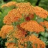 Achillea millefolium 'Terracotta' - Közönséges cickafark