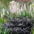 Actaea simplex 'Brunette' – Füzéres poloskavész, poloskafű