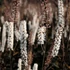 Actaea simplex 'Brunette' – Füzéres poloskavész, poloskafű
