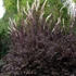 Actaea simplex 'Brunette' – Füzéres poloskavész, poloskafű