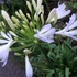 Agapanthus 'Phantom' – Szerelemvirág