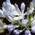 Agapanthus 'Phantom' – Szerelemvirág