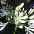 Agapanthus 'Phantom' – Szerelemvirág