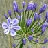 Agapanthus 'Sweet Surprise' – Szerelemvirág