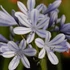 Agapanthus 'Sweet Surprise' – Szerelemvirág