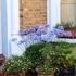 Agapanthus 'Sweet Surprise' – Szerelemvirág