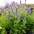 Agastache rugosa 'Blue Fortune' – Koreai menta