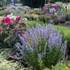 Agastache rugosa 'Blue Fortune' – Koreai menta