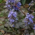 Ajuga reptans 'Atropurpurea' – Indás ínfű