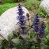 Ajuga reptans 'Atropurpurea' – Indás ínfű