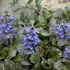 Ajuga reptans 'Black Scallop' - Indás ínfű