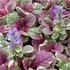 Ajuga reptans 'Burgundy Glow' - Indás ínfű