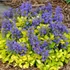 Ajuga reptans 'Feathered Friends Cordial Canary' – Indás ínfű