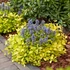 Ajuga reptans 'Feathered Friends Cordial Canary' – Indás ínfű