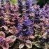 Ajuga tenorii 'Princess Nadia' (syn.: 'Piotrek01') – Indás ínfű