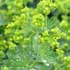 Alchemilla mollis - Lágyszőrű palástfű