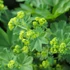 Alchemilla mollis - Lágyszőrű palástfű