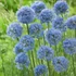 Allium caeruleum – Azúrkék díszhagyma