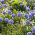 Allium caeruleum – Azúrkék díszhagyma