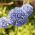 Allium caeruleum – Azúrkék díszhagyma