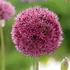 Allium 'Ostara' – Díszhagyma