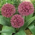 Allium 'Ostara' – Díszhagyma