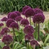 Allium 'Ostara' – Díszhagyma