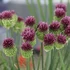 Allium sphaerocephalon – Bunkós díszhagyma