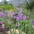 Allium cernuum 'Hidcote' – Díszhagyma
